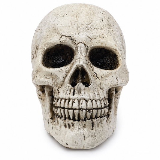 Realistic Halloween Skull Decoration – 18cm Gothic Tabletop Decor