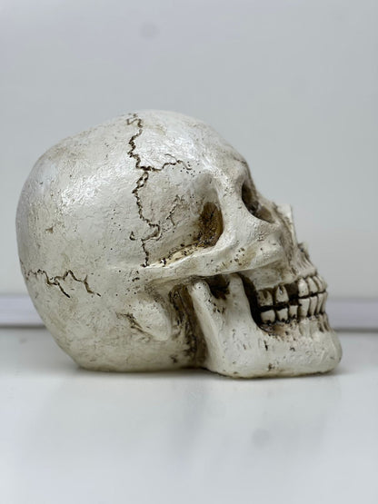 Realistic Halloween Skull Decoration – 18cm Gothic Tabletop Decor