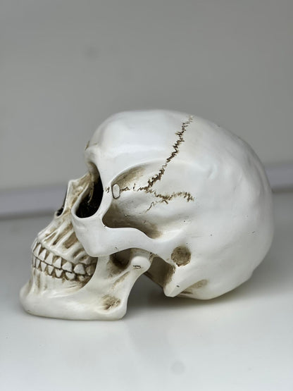 Human Skull Figurine – Gothic Tabletop Skull Statue for Home Décor
